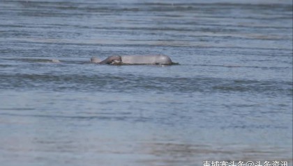 柬埔寨再添新生海豚，湄公河海豚总数达109头