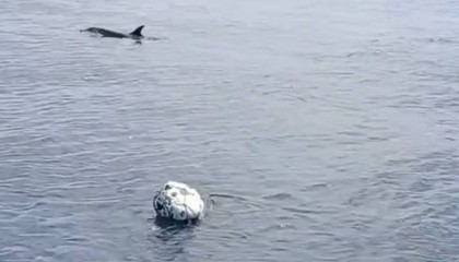 小海豚被困，海豚妈妈向人类求救！事发海南一海域→