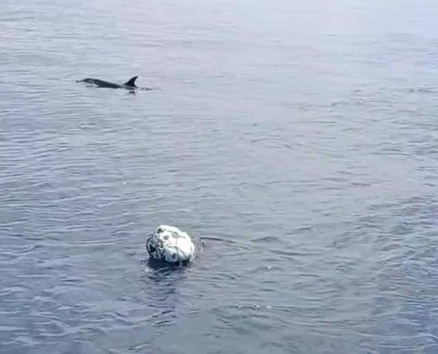 小海豚被困，海豚妈妈向人类求救！事发海南一海域